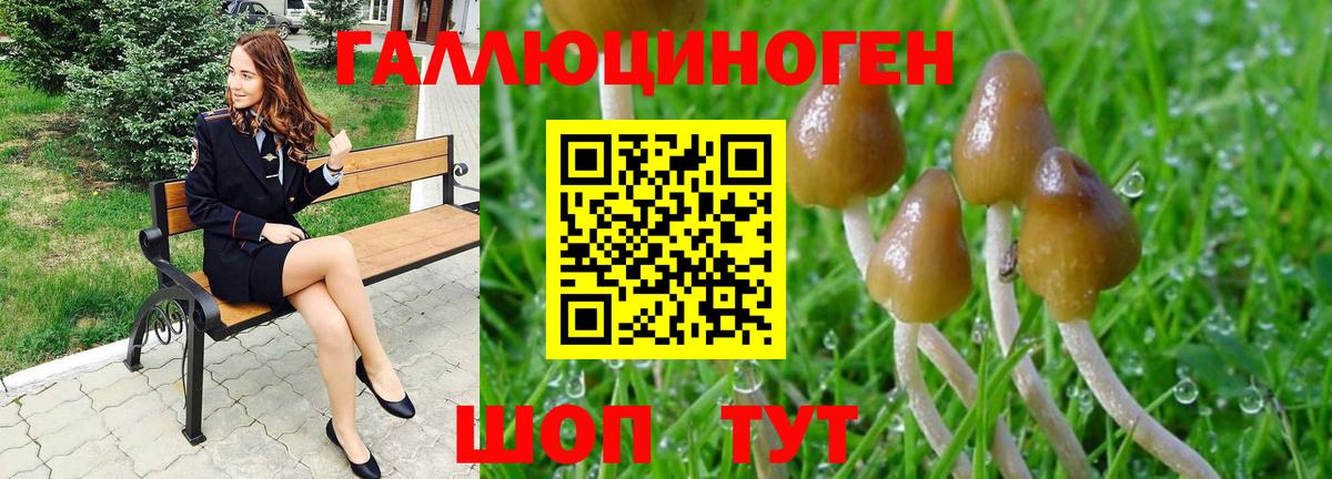 Галлюциногенные грибы Psilocybine cubensis Абакан